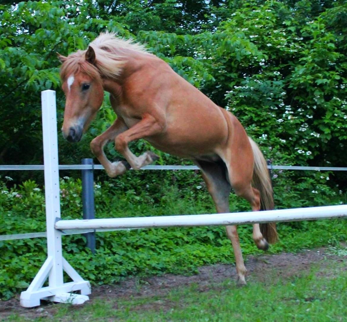 Islænder FENJA FRA ANNERUP - Fenja løsspringer. Horses are like stars. There are millions of them, but only one can make your dreams come true. It's the star that falls for you. Foto-RC 24-06-2013 billede 3