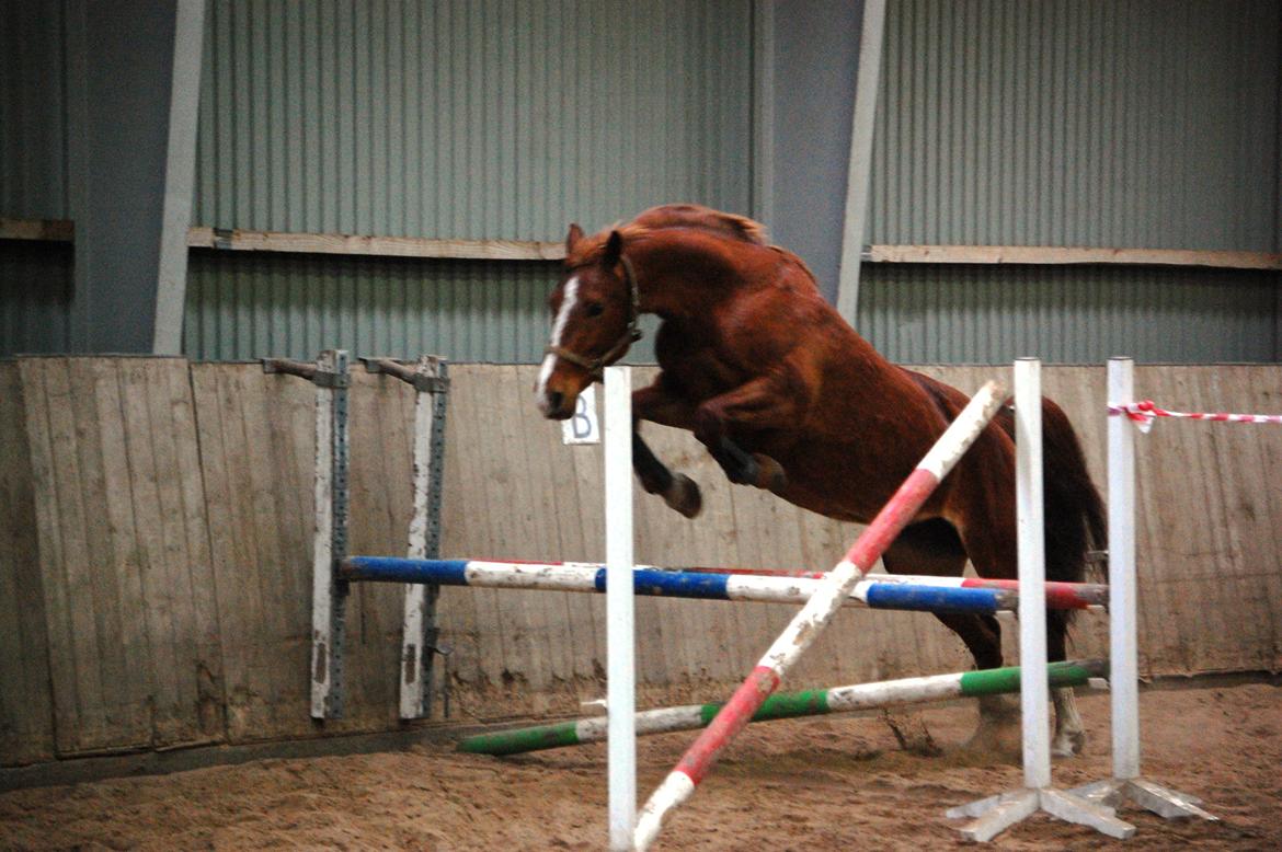 Frederiksborg Lia Toftedal •RIP• billede 6