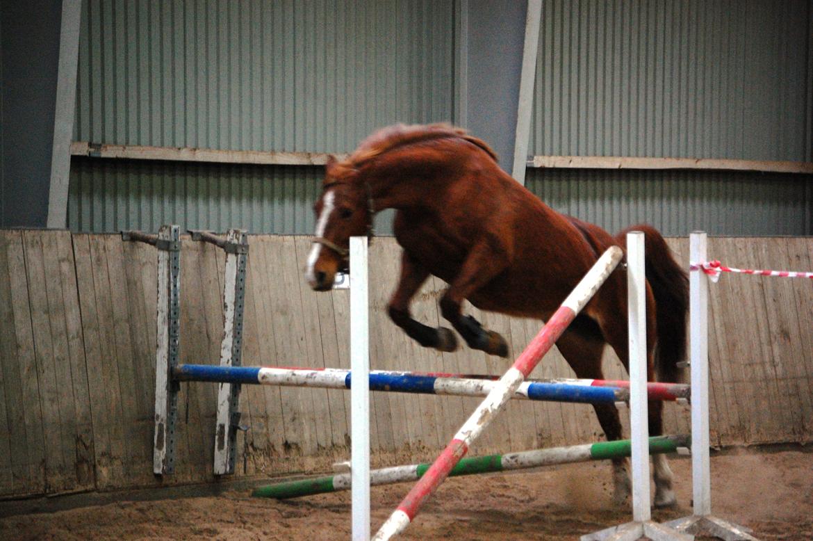 Frederiksborg Lia Toftedal •RIP• billede 7