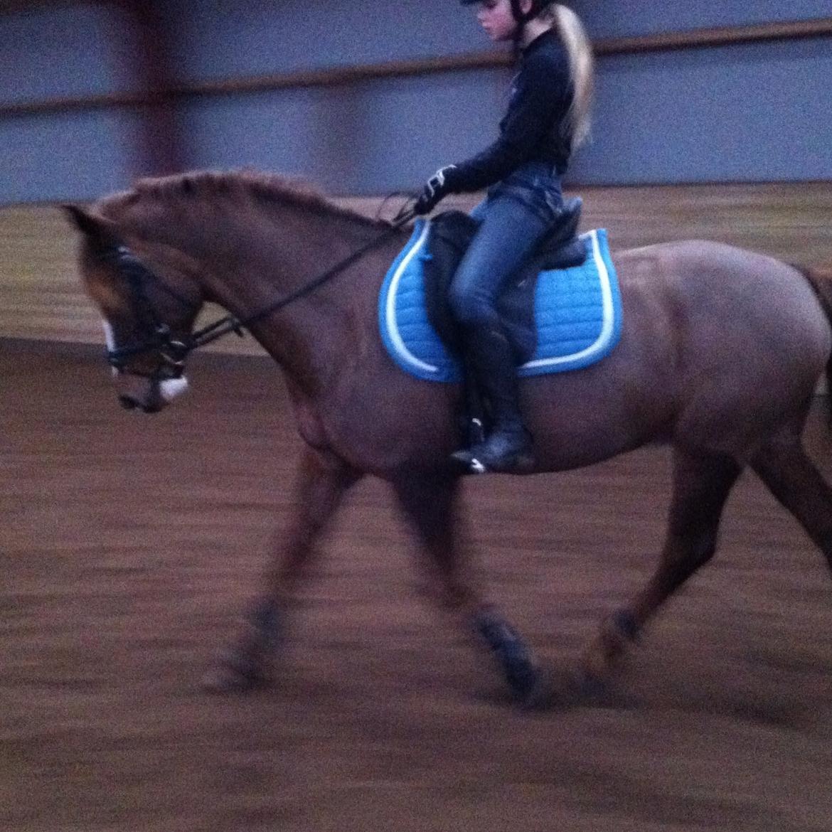 New Forest Lilholst Baluo - Du er den bedste pony i verden!<3<3 billede 12