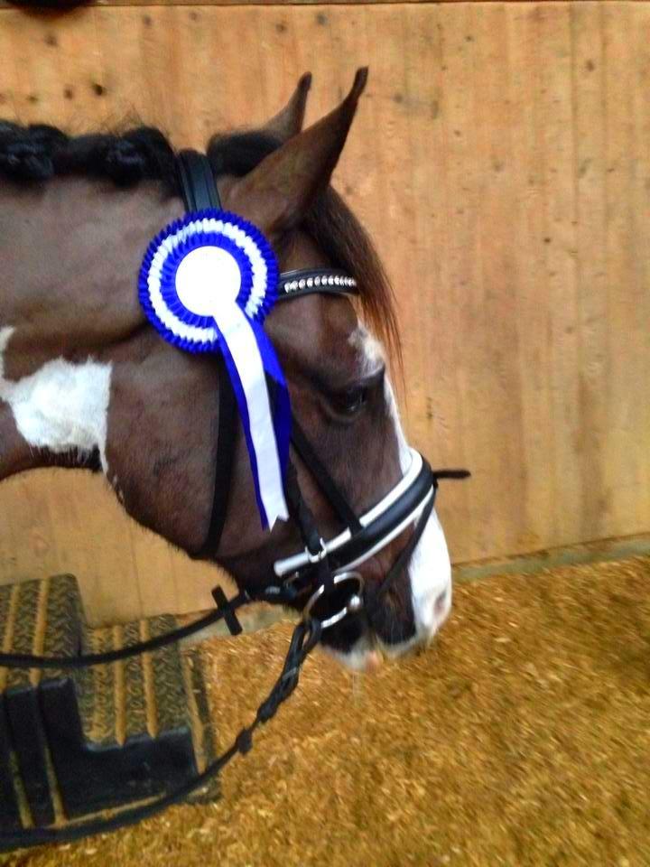 Anden særlig race Onyx - Onyx fik en 2. plads i lb2 til 67,7% til c-stævne i Ølgod!  billede 1