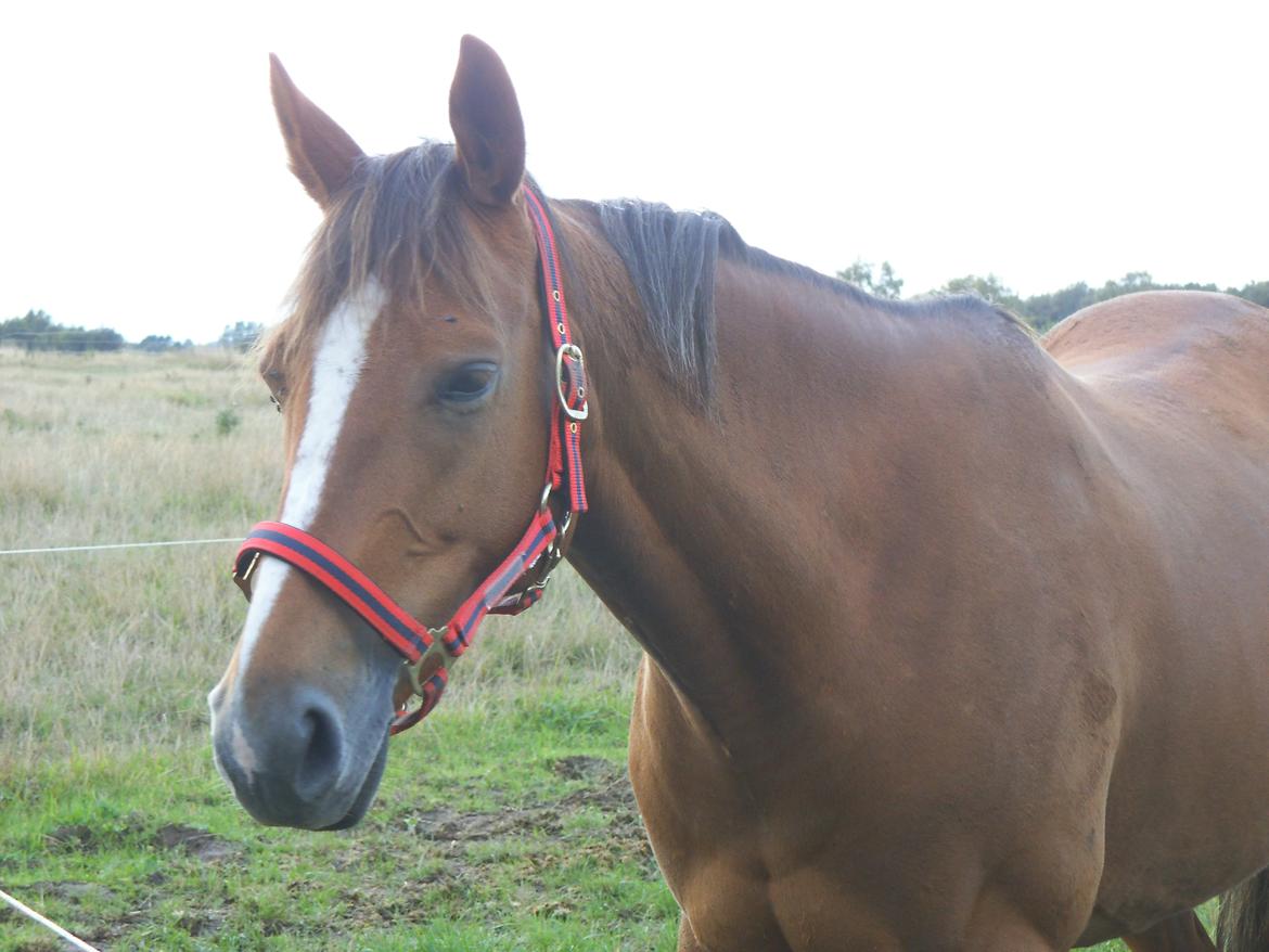 Palomino Aastrupgaards Gry - Hun er SÅ smuk! :-* billede 11