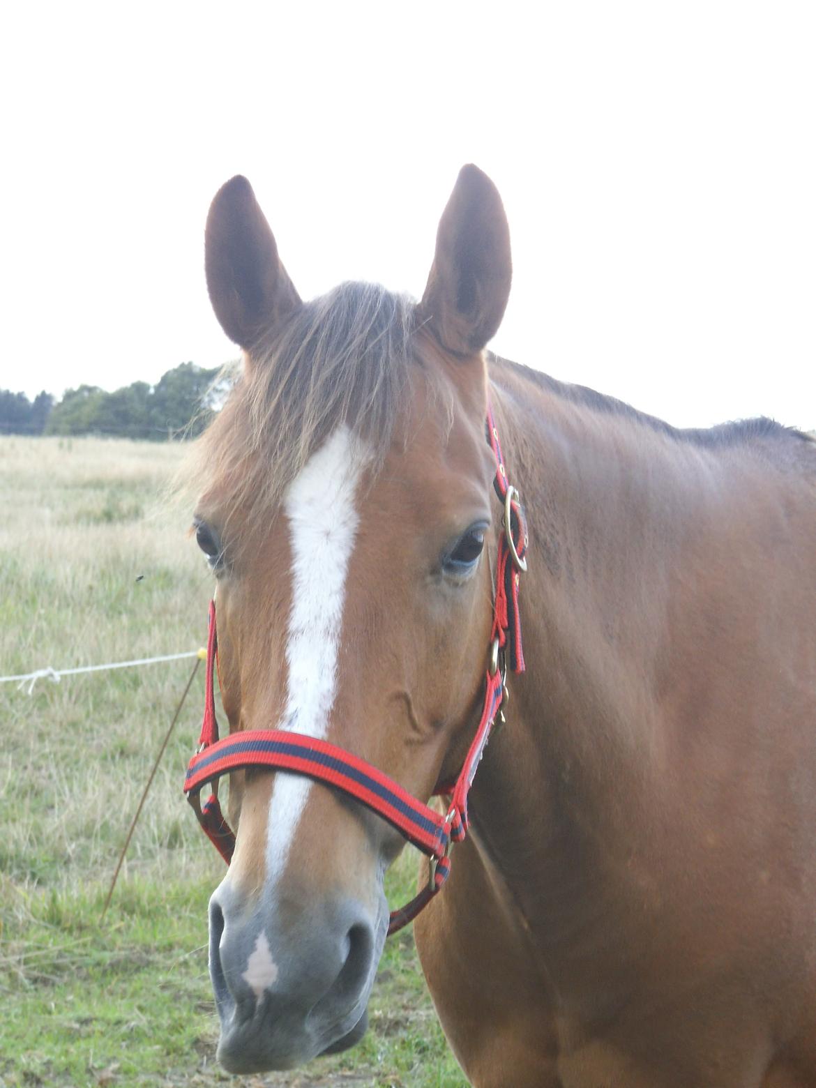 Palomino Aastrupgaards Gry - Smuk som altid! billede 12