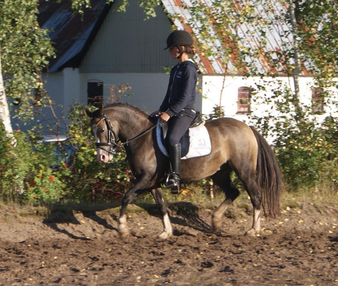 Welsh Pony (sec B) Harmonie V billede 2