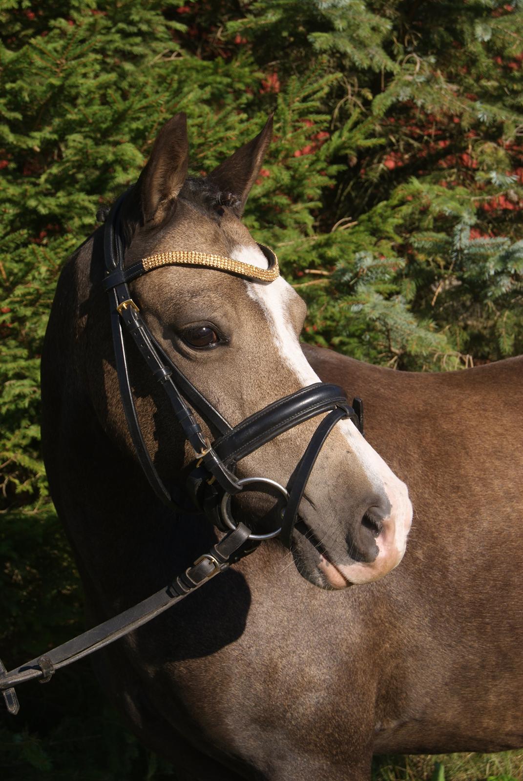 Welsh Pony (sec B) Harmonie V - smukke harmonie billede 1