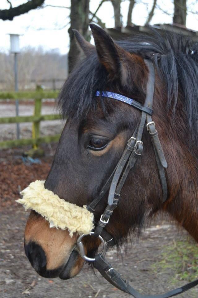 New Forest Mister twostar (tidl. Part) billede 9