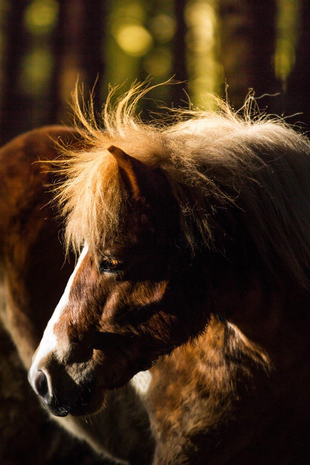 Shetlænder Indy - 21-02-2014: Min lækre pony! billede 5
