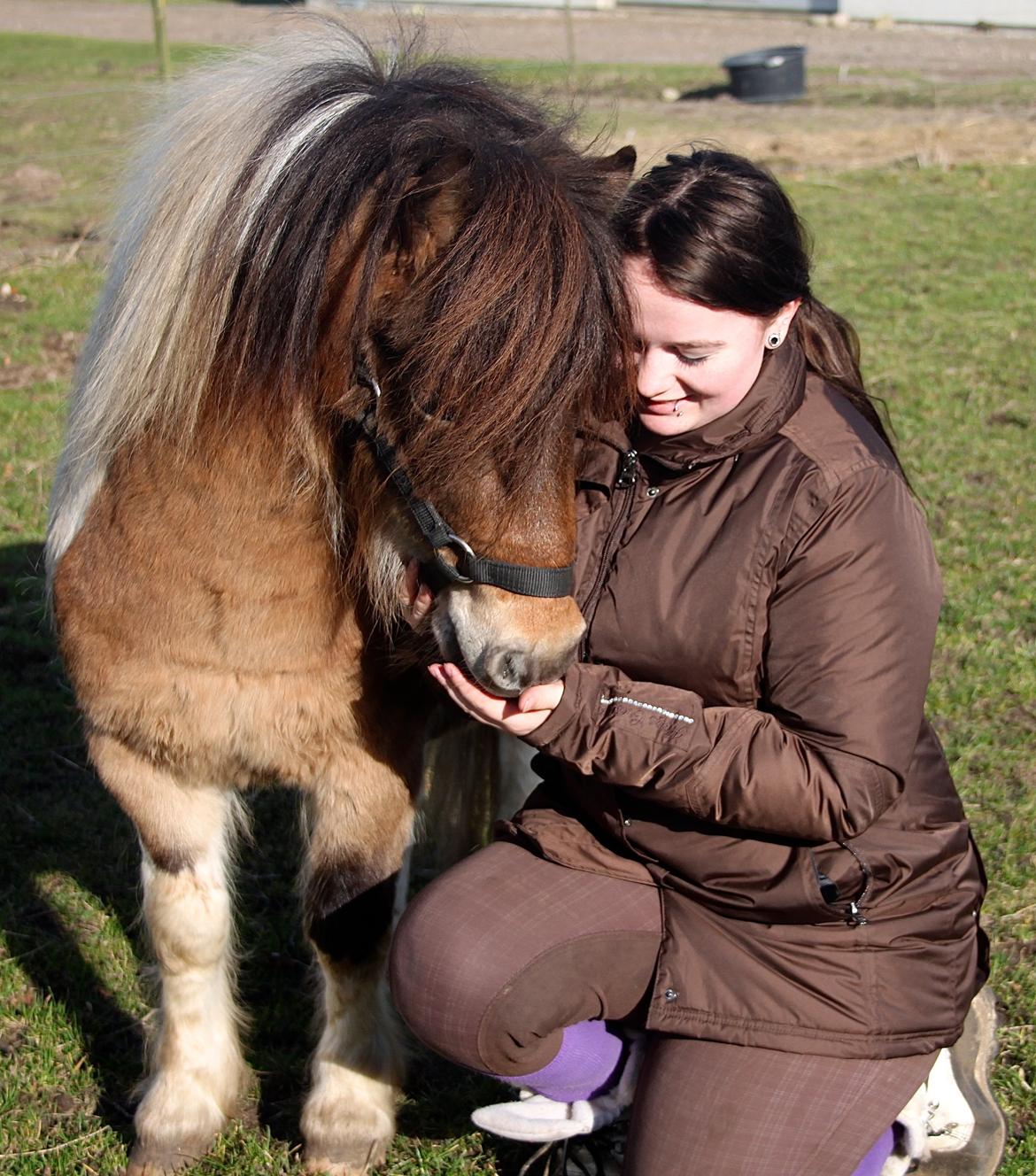 Shetlænder Incredible Dark Design (Indi) - Indi som 4 års. Næsten 5. På besøg ved hans låner den 23 Februar 2014 :) billede 4