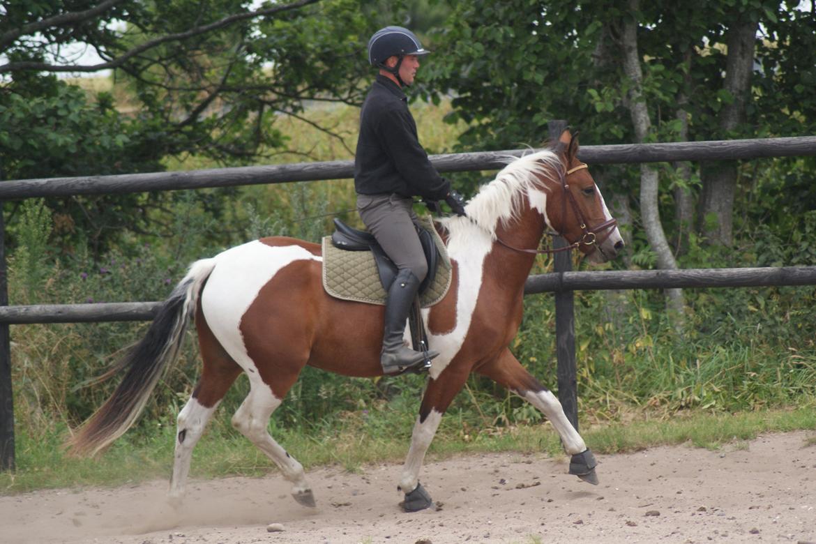 Anden særlig race Fattiggårdens WonderBoy - Under tilridning v. berider Carsten Sand billede 18