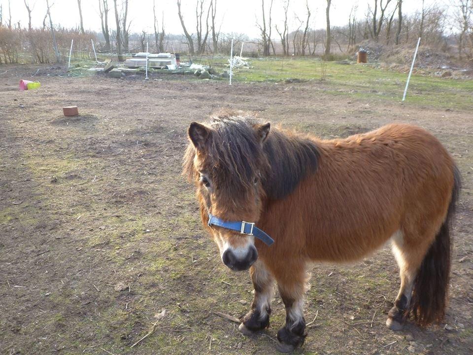 Shetlænder Laurbergs kalida billede 2