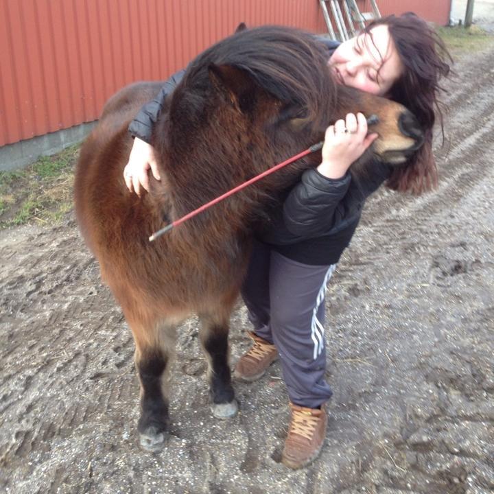 Shetlænder vadehavets fleur billede 13