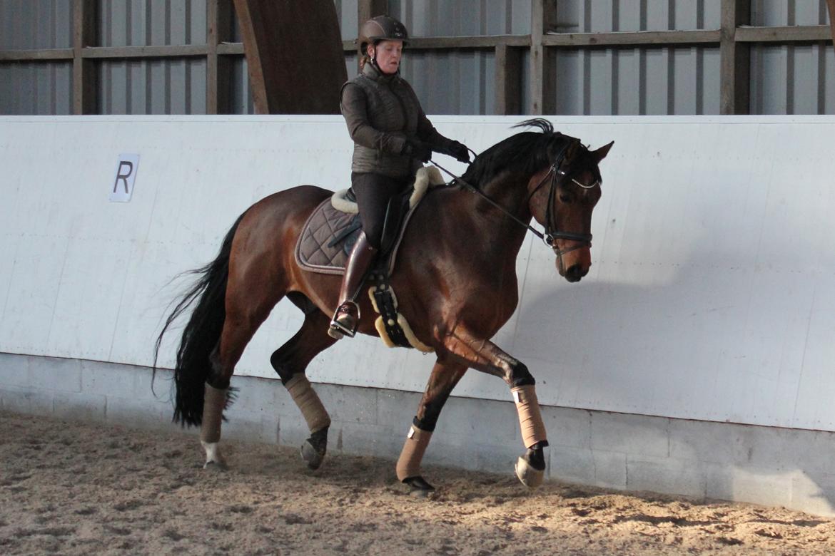 Finsk Varmblod Piece of Art billede 2