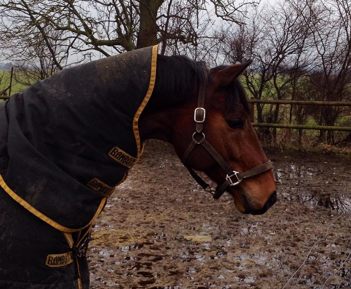 Finsk Varmblod Piece of Art billede 7