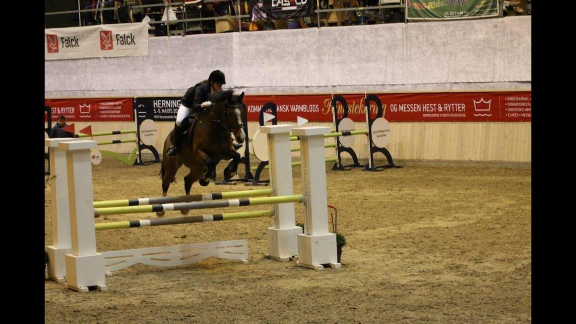 Dansk Varmblod Volstrups Carla - Århusmesterskab 2014 billede 4