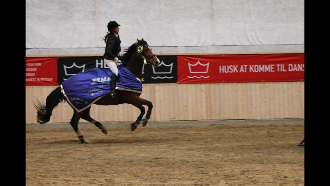 Dansk Varmblod Volstrups Carla - Æresrunde - Århusmesterskab 2014 billede 3