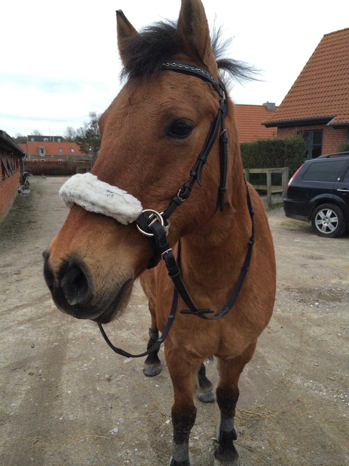 Anden særlig race Sigurd billede 5