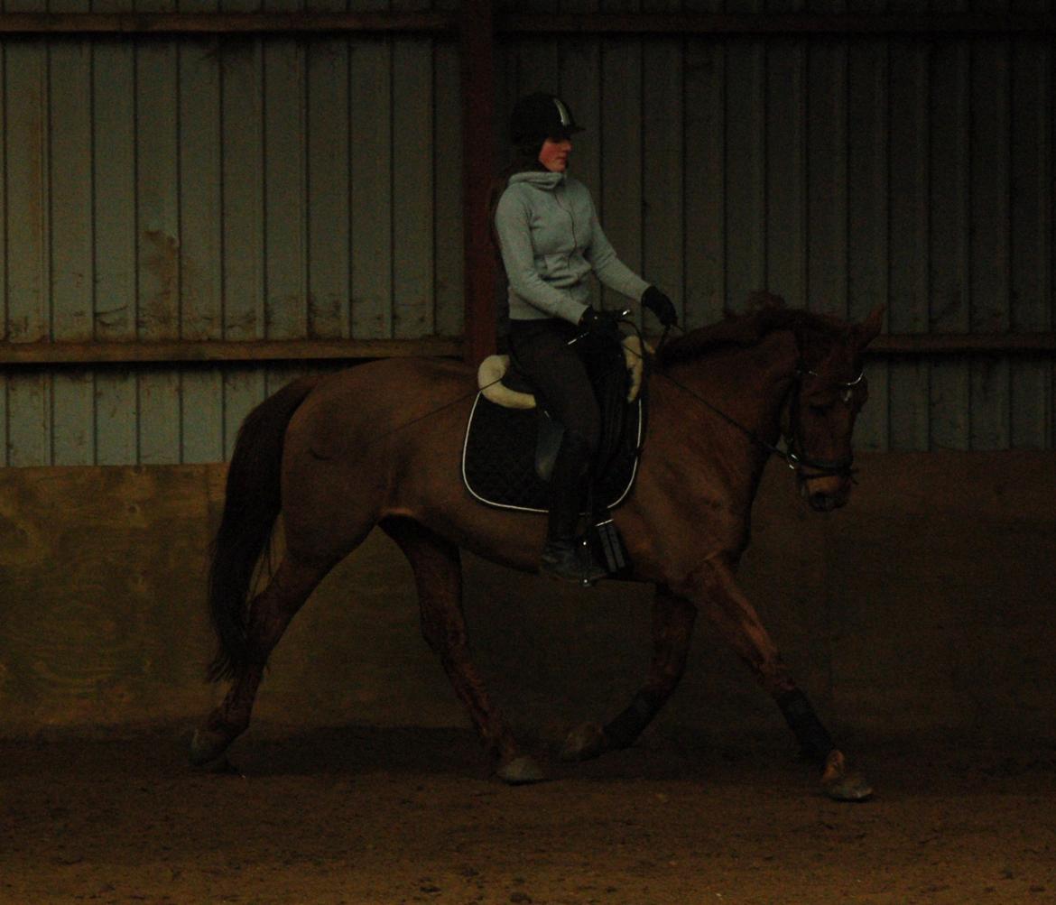 Anden særlig race Charming Sahlina - Dressur undervisning billede 4