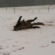 Islænder Soley fra Stormose Solgt