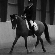 Anden særlig race Santos