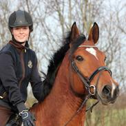 Dansk Varmblod Høgholms Triumph