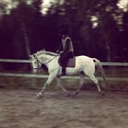 Knabstrupper Villiam af Dutterup