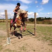 Haflinger cigga