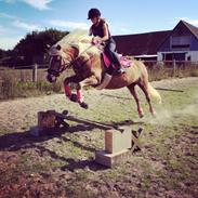 Haflinger cigga