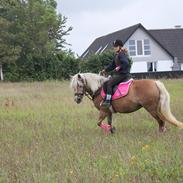 Haflinger cigga