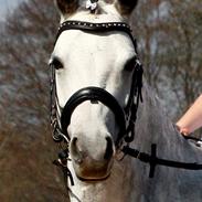 Welsh Pony (sec B) Vongkærgårds Annabell