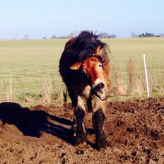 Nordsvensk Skovhest Olav
