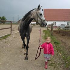 Dansk Varmblod Saxo Special