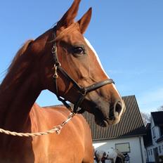 Sportsaraber (A) Selina