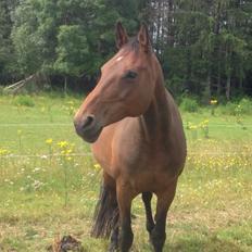 Dansk Varmblod Kastanje H. Himmelhest