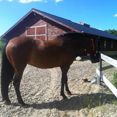 Dansk Varmblod Kastanje H. Himmelhest