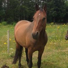 Dansk Varmblod Kastanje H. Himmelhest