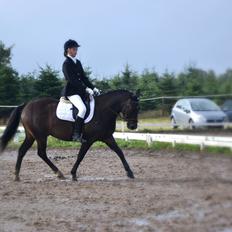 New Forest Krondalens Dropan