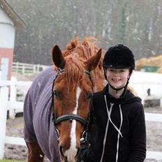 Anden særlig race Kavaler