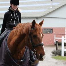 Anden særlig race Kavaler