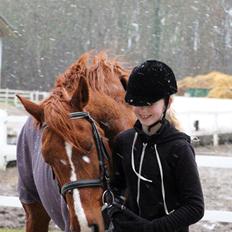 Anden særlig race Kavaler