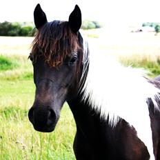 Welsh Cob (sec D) / Pinto - Skovbjerggårds Lucky Girl (SOLGT)