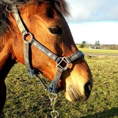 Anden særlig race Zeekira <3