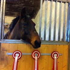 Anden særlig race Sam <3