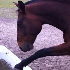 Anden særlig race Sam <3