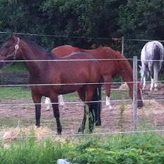 Anden særlig race Sam <3