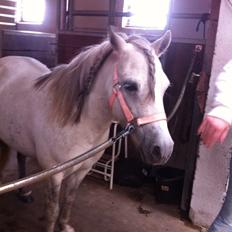 Anden særlig race Smil smilla<3