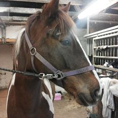 Anden særlig race Rapsine ikke min hest rider kun:'(