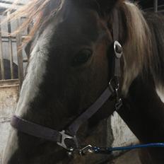 Anden særlig race Rapsine ikke min hest rider kun:'(