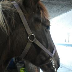 Anden særlig race Rapsine ikke min hest rider kun:'(