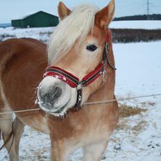 Haflinger Celeste