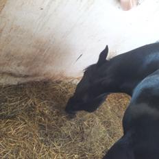 Anden særlig race Esmaralda